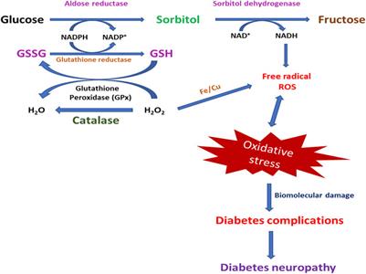 New Advances on Pathophysiology of Diabetes Neuropathy and Pain Management: Potential Role of Melatonin and DPP-4 Inhibitors